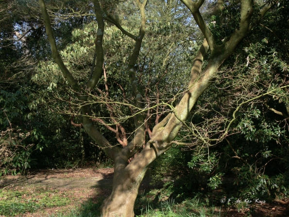 Bois des Moutiers (28) mars 2012